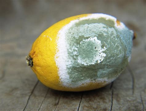 Mouldy Lemon Photograph By Veronique Leplat Fine Art America