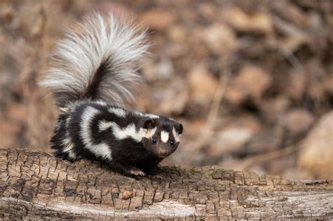 The Rare And Elusive Spotted Skunk Chanhassen Opinion