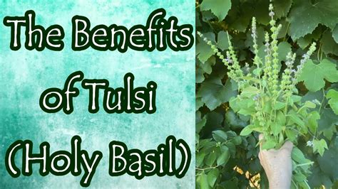 Benefits Of Holy Basil Tulsi Youtube