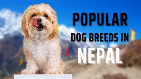 15 Most Popular Dog Breeds In Nepal 2023