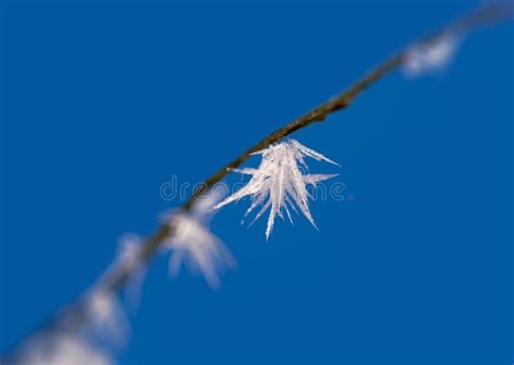 Ice Crystal On Branch Stock Image Image Of Twig Beautiful 37546553
