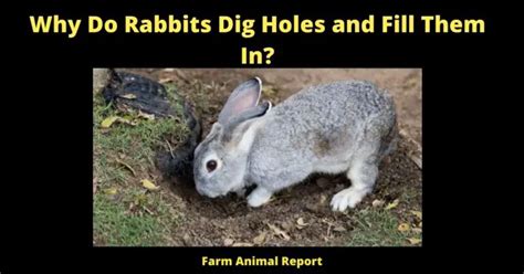 Why Do Rabbits Dig Holes And Fill Them In 2024 Plugging