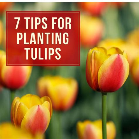 7 Tips For Planting Tulip Bulbs Planting Tulips Planting Tulip Bulbs