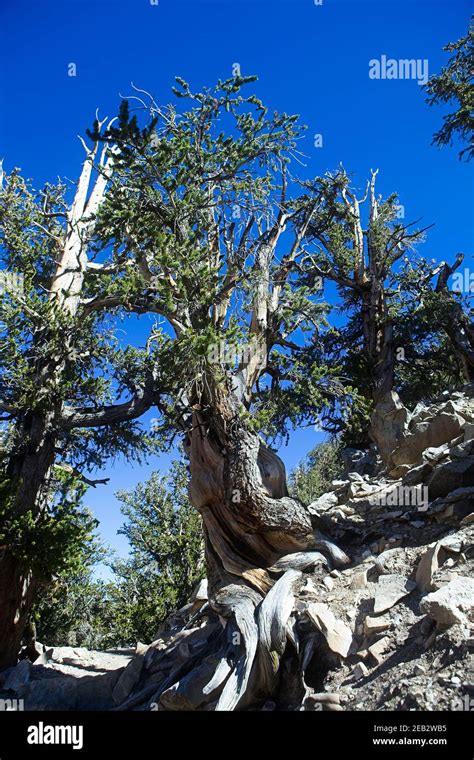 Ancient Bristlecone Pine Inyo National Forest Stock Photo Alamy