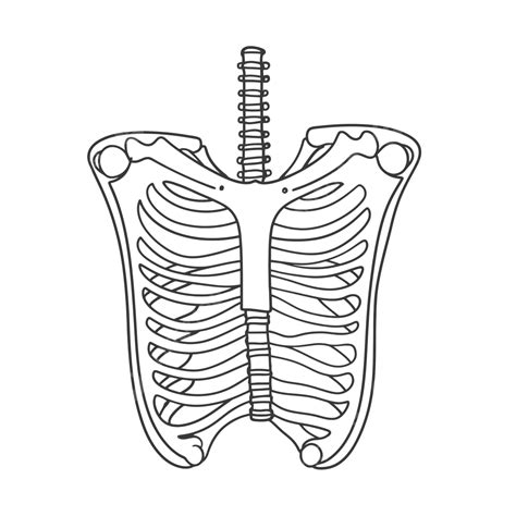 Line Drawing Of A Rib Cage Outline Sketch Vector Wing Drawing Cage