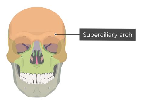 Skull Bone Markings Anterior View