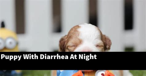Puppy With Diarrhea At Night Puptopics