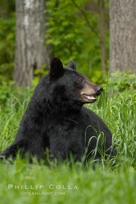 Black Bear Portrait Sitting In Long Grass Ursus Americanus Orr Minnesota