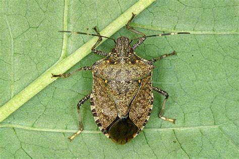 How To Identify The Brown Marmorated Stink Bug Rutgers Njaes