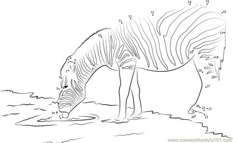 Download Zebra Drinking Water dot to dot printable worksheet - Connect The Dots