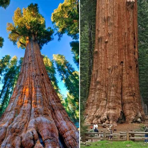 1pic The General Sherman Tree Location Giant Forest Of Sequoia