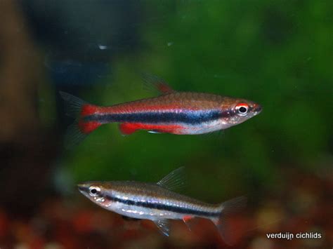 Nannostomus beckfordi, (from the greek: Nannostomus beckfordi / potloodvisje - Verduijn Cichlids