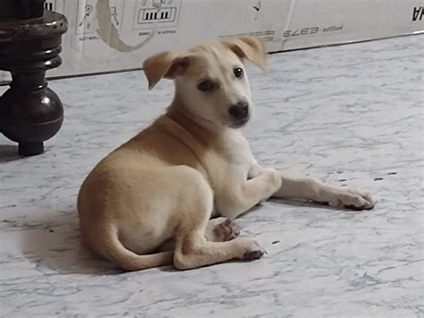 3 Months Old Indie Puppy For Adoption In Pune Adopt Dog