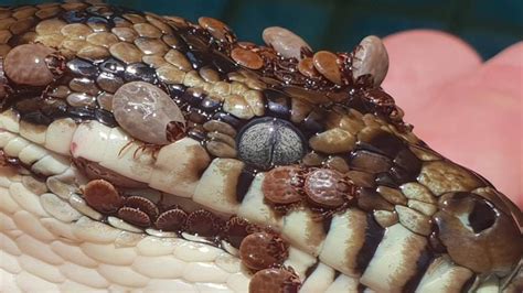 Snake Covered In 511 Ticks Discovered On Gold Coast Photos The