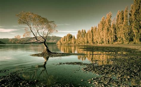 Nature Landscape Lake Forest Trees Water New Zealand