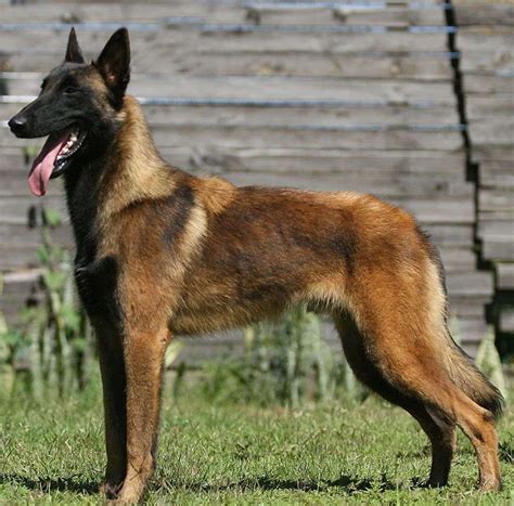 El pastor belga | Adiestrar Perros - Razas de Perros - Fotos de Cachorros