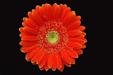 Free Photo Orange Flower Color Flower Gerbera Summer Creative Max Pixel