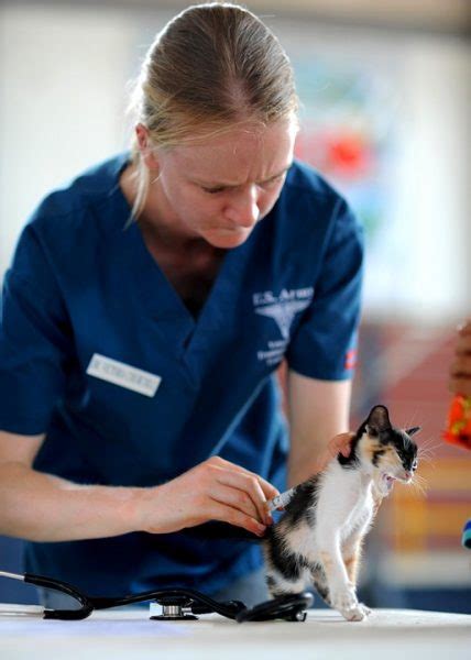 3 Métiers Pour Travailler Avec Les Chats Arbre à Chat