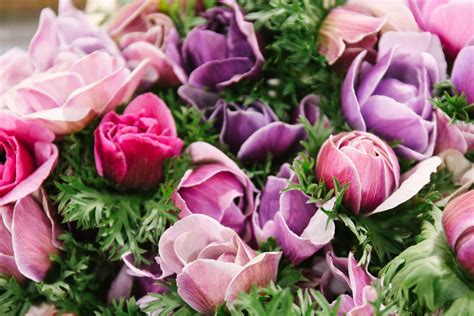 Where can i buy peonies? In season at the Flower Market this March | New Covent ...