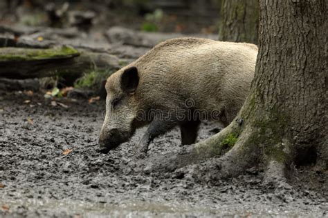 Wild Boars In The Forest Stock Image Image Of Black 101782733