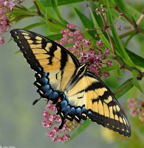 Papilio Glaucus Eastern Tiger Swallowtail Butterfly Pterourus Glaucus