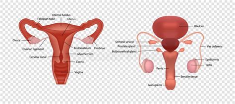Male Human Reproductive System With Cut Away View On White Background Educational Content For