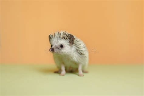 Cute Hedgehog Portrait Of Pretty Curious Muzzle Of Animal Favorite