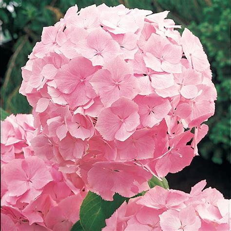 Spring Hill Nurseries 4 In Pot Forever And Ever Pink Hydrangea Live