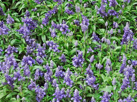 How To Grow And Care For Sage Love The Garden