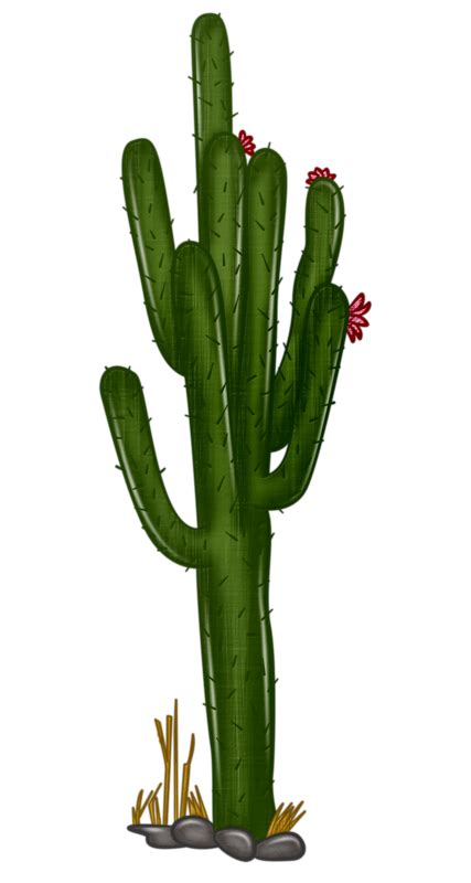 Desert Cactus Transparent Png Clip Art Image Gallery Yopriceville