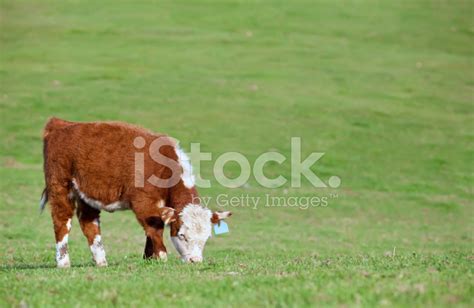 Hereford Calf Grazing In Pasture Stock Photo Royalty Free Freeimages