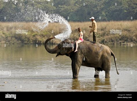 Female Tourist And Mahout On Asian Elephant Spraying Water In Rapti River Chitwan National Park