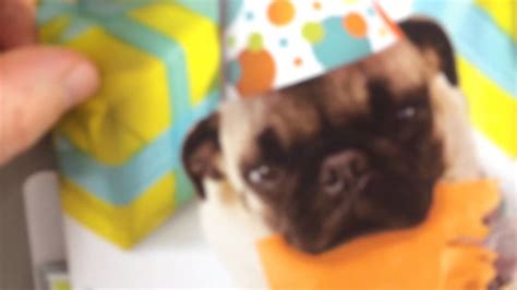 Pug Farting Happy Birthday Youtube