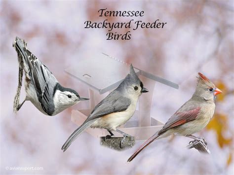 Identify The Birds That Visit Backyard Feeders In Tennessee