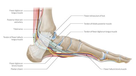 Tendons Of The Medial And Lateral Compartment Of The Ankle Sonosif