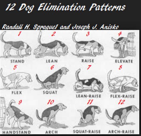 Discovering 12 Dog Peeing Positions Dog Discoveries