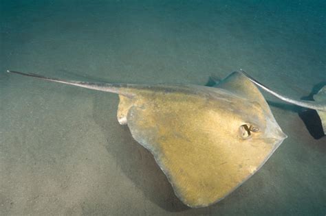 Common Stingray Information And Picture Sea Animals