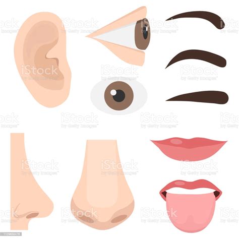 Having thoroughly explored the human body, it is time to start looking more closely at its details, starting with the face. Ilustración de Ilustración De Diferentes Partes De La Cara ...