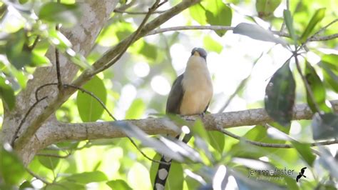 Mangrove Cuckoo Call Of The Wild Youtube