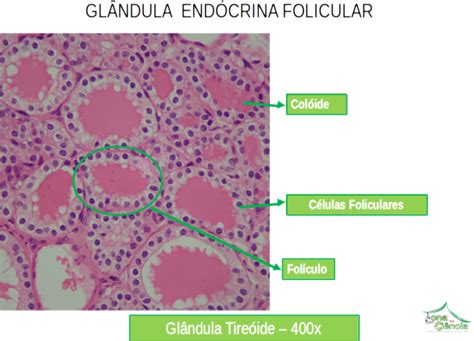 Os Encantos Da Biologia Tecido Epitelial Glandular