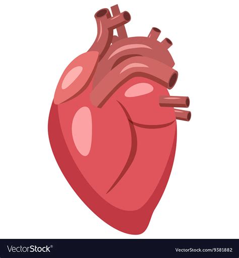 Animated Human Heart