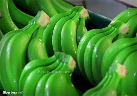 William cavendish développa un fort intérêt pour les plantes. Banane Cavendish Catégorie 1 Equateur Producteur ...
