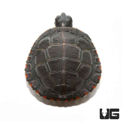 Baby Eastern Painted Turtles Chrysemys Picta Picta For Sale