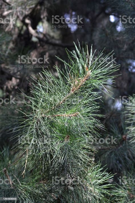 Chinese Red Pine Stock Photo Download Image Now Botany Branch