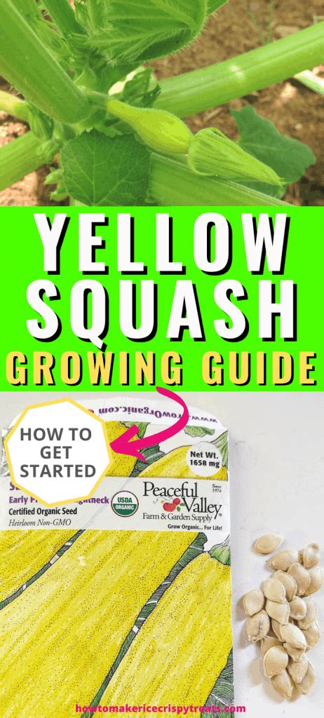 Check spelling or type a new query. Growing Yellow Squash - Mranimal Farm