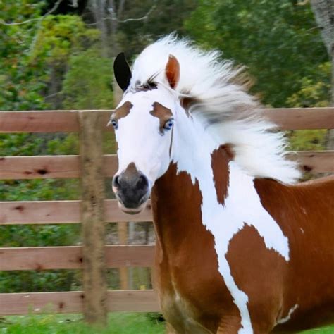 Such A Pretty Horse Look At Those Eyes Most Beautiful Horses All The