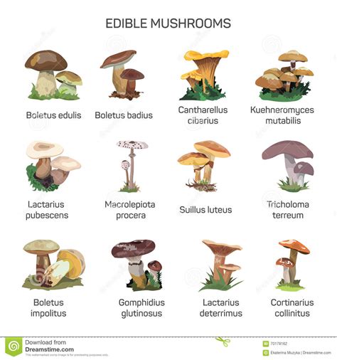 Kinds Of Edible Mushrooms All Mushroom Info