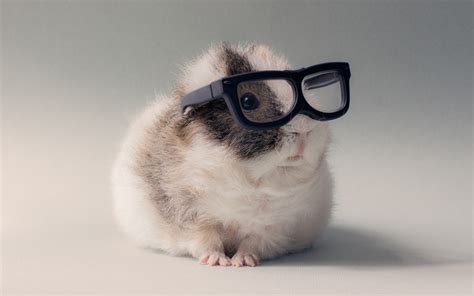 White And Black Hamster Animals Glasses Guinea Pigs Hd Wallpaper