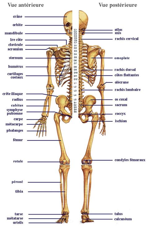 Biologie Humaine Anatomie Du Squelette