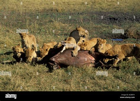 Lions Attacking A Buffalo The Pride Of Lions Cooperate To Hold The